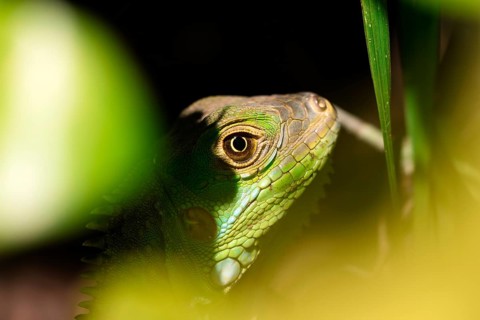 This striking image captures a detailed close-up of a Green Iguana, meticulously camouflaged among