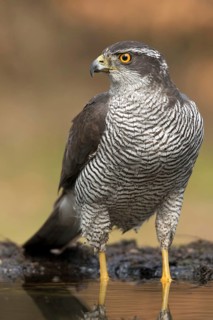 Havik man aan het water, northern goshawk male at water