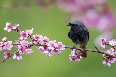 Black Redstart (Phoenicurus ochruros) male perched on a flowering branch, Poland