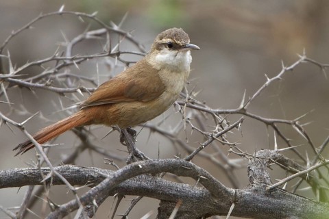 Bolivian Earthcreeper (Ochetorhynchus harterti) perched on a branch in Bolivia, South America