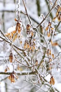 Maple tree in winter, Germany