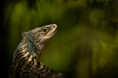 Spiny iguana, Manuel Antonio National Park, Costa Rica