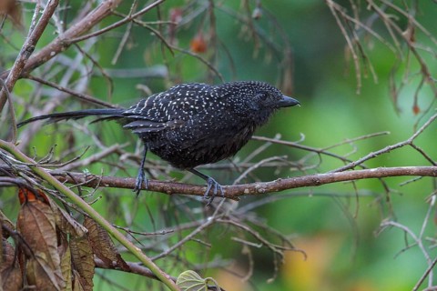 Large-tailed Antshrike (Mackenziaena leachii) perched on a branch in the Atlantic rainforest of