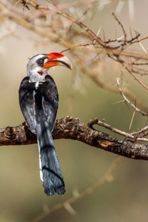 Red-billed Hornbill (Tockus erythrorhynchus), Africa, Kenya, Kenya