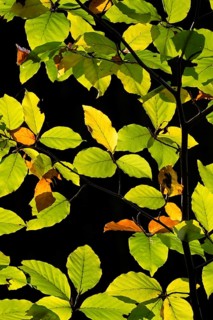 Backlit beech leaves against a black background, Stuttgart, Baden-Württemberg, Germany
