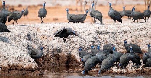 Helmet guinea fowl (Numida meleagris), swarm at the waterhole, Nxai Pan National Park, Botswana
