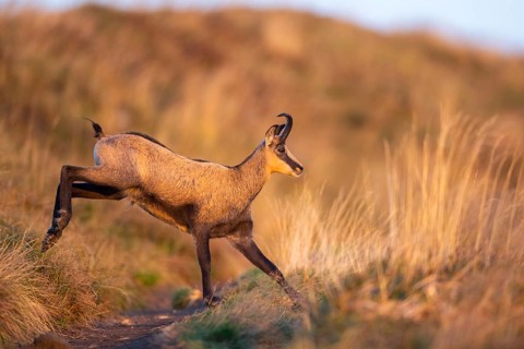 Chamois (Rupicapra rupicapra) on a meadow in the Vosges Mountains, wildlife, France