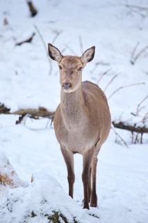 Red deer (Cervus elaphus) hind in a forest in winter, snow, Bavaria, Germany