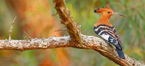 African Hoopoe, African Hoopoe, (Upupa africana), Ithala Game Reserve, Louwsburg, KwaZulu-Natal,