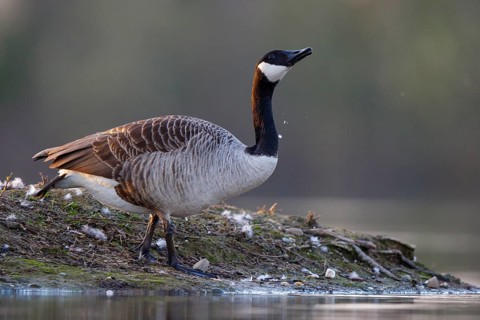 Canada Goose (Branta canadensis), North Rhine-Westphalia, Germany