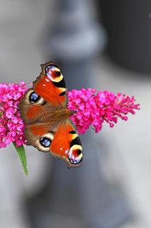 Peacock butterfly (Inachis io) sucking nectar on butterfly bush (Buddleja davidii), in a natural