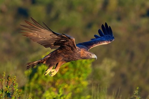 Golden Eagle, (Aquila chrysaetos), bird of prey, family of hawk-like birds, flight, biotope,