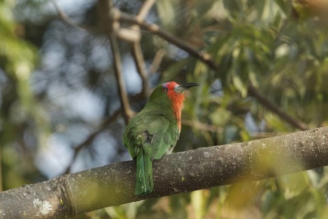 Red-bearded Bee-eater (Nyctyornis amictus), Thailand