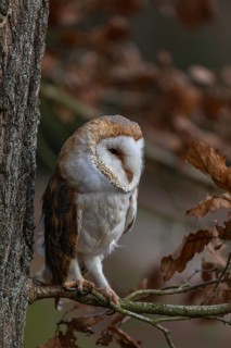 One barn owl (Tyto alba) sitting on a twig of a beech tree with some autumnal coloured leafs