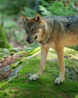 Wolf (Canis lupus) stands on a rock and looks attentively, Germany