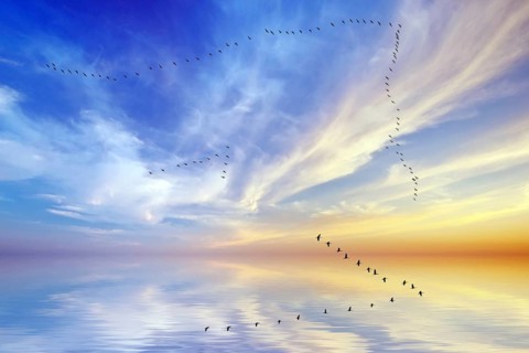 Crane arrow over Hamburg, Germany, Hamburg, birds, cranes, grus grus, arrow, swarm, twenty, bird