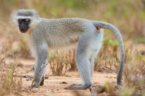 Vervet Monkey, (Chloroebus pygerythrus), vervet monkey, monkey, monkeys, primate, primates, family