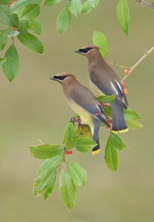 Cedar Waxwing (Bombycilla cedrorum) pair perched on a branch, Texas, USA