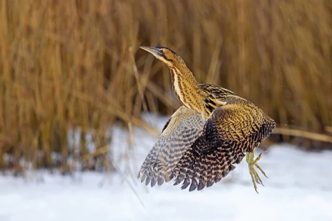 Eurasian bittern, great bittern (Botaurus stellaris) taking off from snow covered reed bed, reedbed
