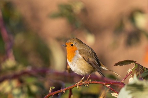 European Robin (Erithacus rubecula) perched on a branch, Bavaria, Germany