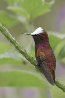 Snowcap (Microchera albocoronata), Costa Rica