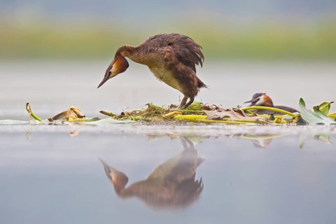 Great Crested Grebe (Podiceps cristatus) on nest, Bavaria, Germany
