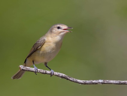 A Warbling Vireo, Vireo gilvus singing from a perch in Saskatoon, Saskatchewan