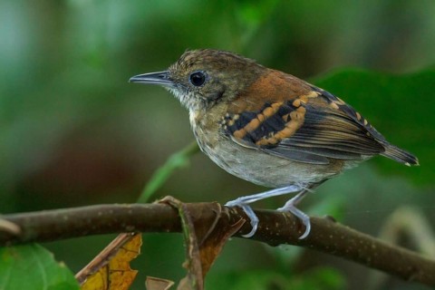 Spotted Antbird (Hylophylax naevioides) perched on a branch in Costa Rica