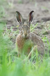 European hare (Lepus europaeus) sitting on a freshly harrowed field, looking into the camera, North