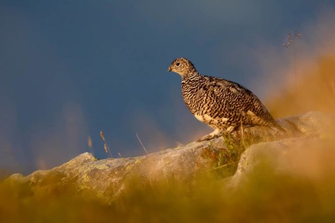 Rock Ptarmigan (Lagopus muta), Bernese Highlands, Switzerland
