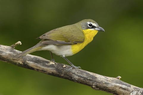 Yellow-breasted Chat (Icteria virens), Texas, USA