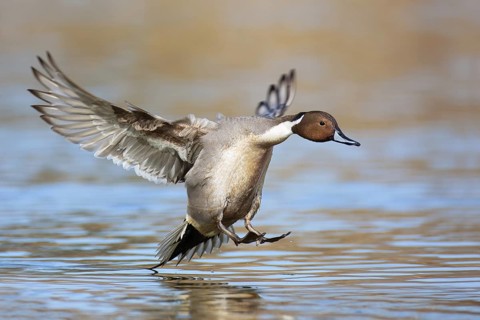 Northern Pintail (Anas acuta) male flying, British Columbia, Canada