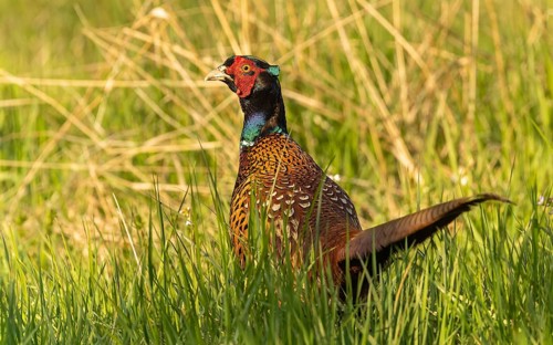 Männlicher Fasan (Phasianus colchicus)