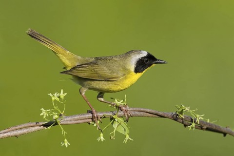 Common Yellowthroat (Geothlypis trichas), Maryland, USA