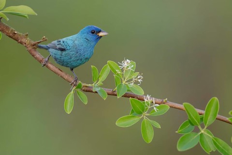 Indigo Bunting (Passerina cyanea) male perched on a twig, Texas, USA