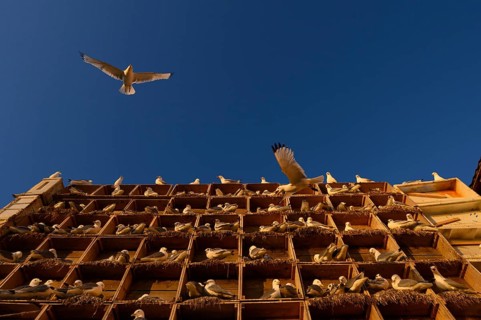 Kittiwakes (Rissa tridyctyla) nesting in an artificial nesting cliff made of old fish boxes in