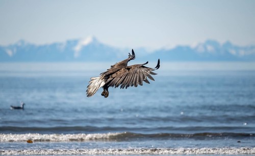 Bald eagle (Haliaeetus leucocephalus) in flight, Anchor Point at Cook Inlet, white mountain peaks