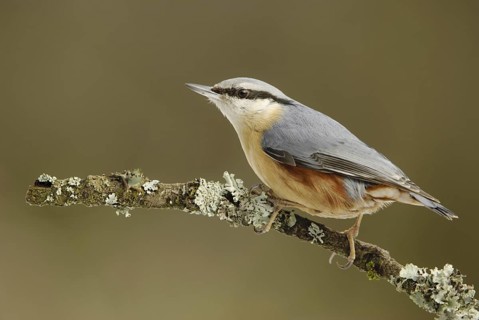 Eurasian Nuthatch (Sitta europaea), North Rhine-Westphalia, Germany