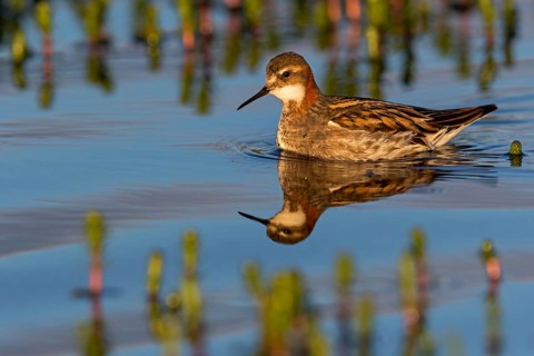 Odinshühnchen, Red-necked Phalarope, Northern Phalarope, Phalaropus lobatus, Phalarope à bec