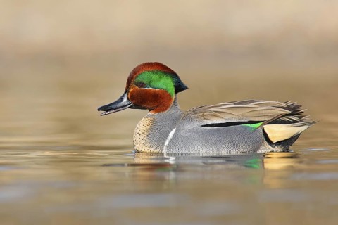 Green-winged Teal (Anas carolinensis) male, British Columbia, Canada