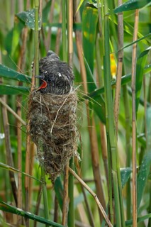 Common Cuckoo (Cuculus canorus) nearly fledged juvenile waiting in nest of Eurasian Reed Warbler on