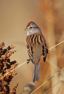 American Tree Sparrow