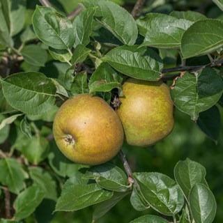Apple (Malus domestica 'Zabergäu Renette'), Merkel family, Germany