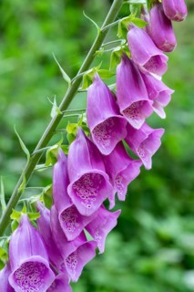 Purple flowers of a foxglove (Digitalis) against a green, natural background in the forest, North