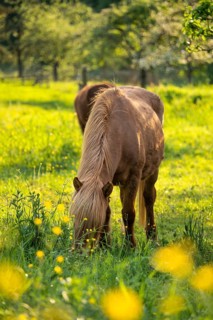 Icelandic horse in a pasture. Colour chestnut. Evening, golden hour, backlight. Germany