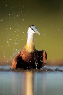 African Jacana (Actophilornis africanus) bathing, South Africa