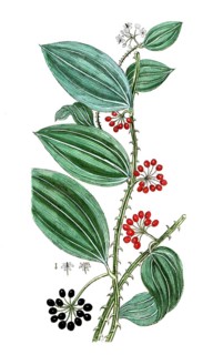 Smilax sassaparilla, Honduras bindweed, sarsaparilla, digital reproduction of a historical model,