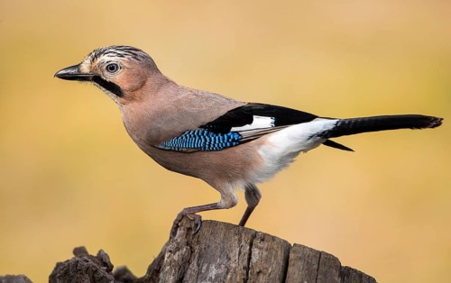 Eurasian Jay (Garrulus glandarius), Andalusia, Spain