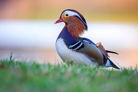 Mandarin Duck (Aix galericulata) male, Saxony-Anhalt, Germany