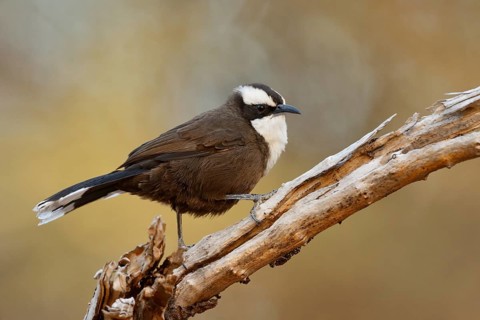 Hall's Babbler (Pomatostomus halli), Queensland, Australia